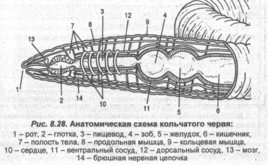 Анотомическая схема кольчатого червя