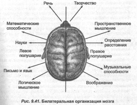 Билатеральная организация мозга