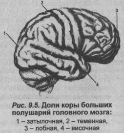 Доли коры больших полушарий головного мозга