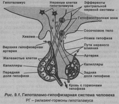 gipotalamo-gipofizarnaya-sistema-cheloveka