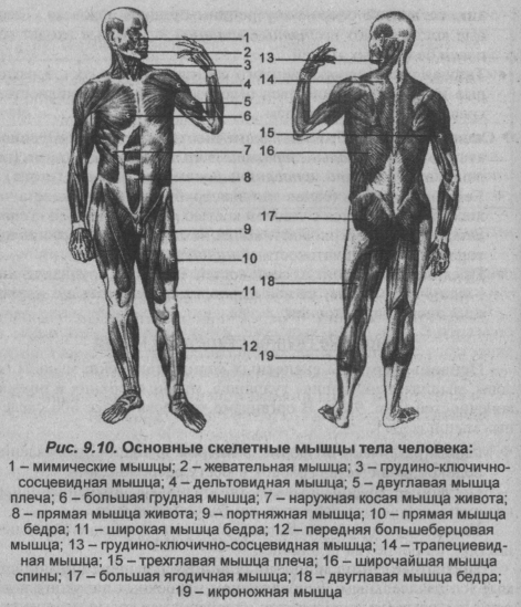Основные скелетные мышцы тела человека