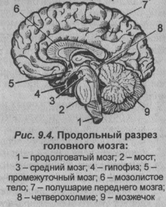 Продольный разрез головного мозга
