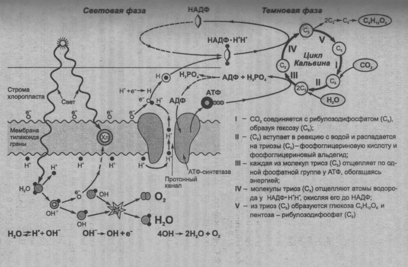 shema-fotosinteza