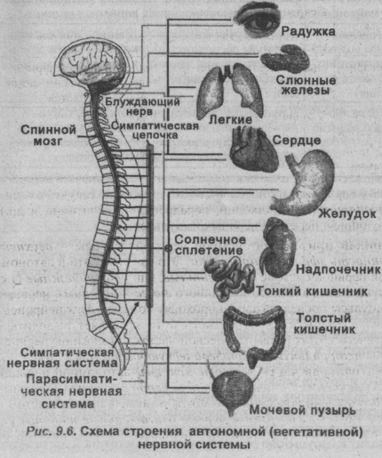 Схема строения автономной (вегетативной) нервной системы