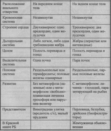 sravnitelnaya-harakteristika-bryuhonogih-i-dvustvorchatyih-mollyuskov-1