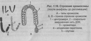 stroenie-hromosomyi