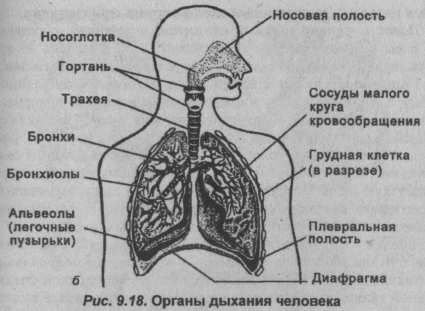 Органы дыхания человека