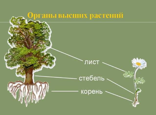 Сообщение про корень растений