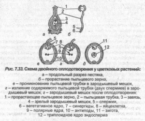 Растения для подпорных стенок схемы