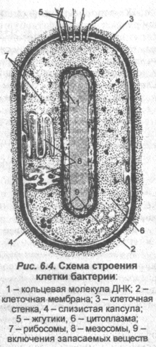 shema-stroeniya-kletki-bakterii