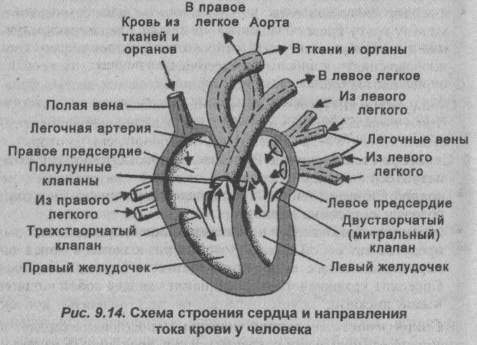 Схема строения сердца и направления тока крови у человека