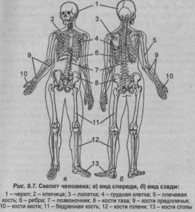 Опорно двигательный аппарат фото