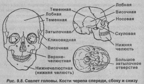 Скелет головы. Кости черепа спереди, сбоку и снизу