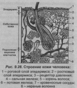 Найдите на рисунке 90 два слоя кожи и подкожную жировую клетчатку расскажите об их функциях