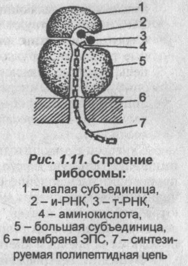 Рибосомы эукариот растений