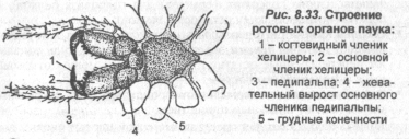 Строение ротовых органов паука