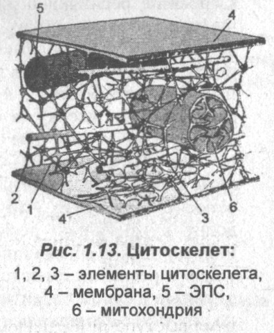 Цитоскелет рисунок. Строение цитоскелета. Цитоскелет строение. Строение цитоскелета клетки. Элементы цитоскелета функции.