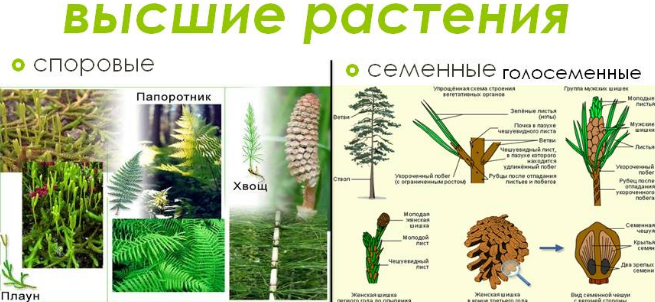 Семенные растения примеры названия. Споровые растения семенные растения. Высшие споровые и высшие семенные растения. Высшие семенные растения. Высшие споровые растения.