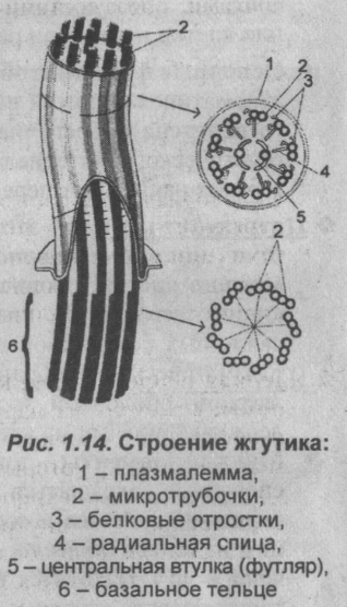 Строение клеточных ресничек. Строение жгутиков клетки. Схема строения жгутика и базального тельца. Строение ресничек и жгутиков.